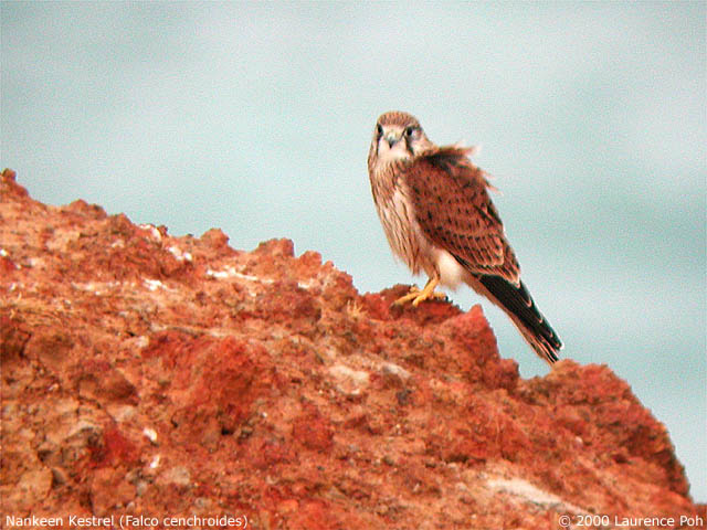 Nankeen Kestrel<br>
<em>Falco cenchroides</em>