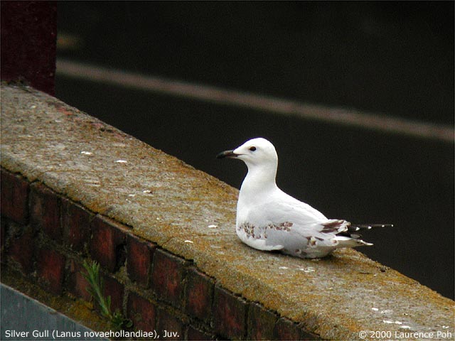 Silver Gull<br>
<em>Lanus novaehollandiae</em>