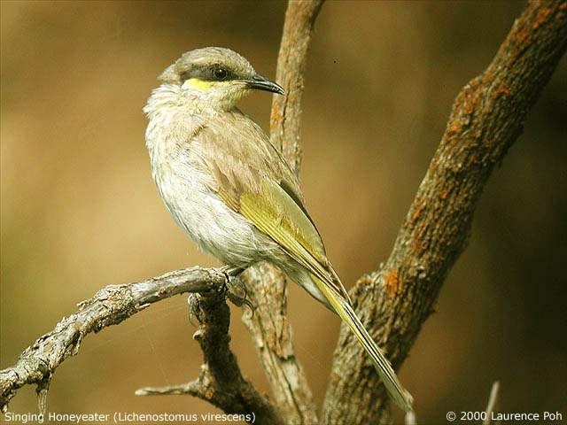 Singing Honeyeater<br>
<em>Lichenostomus virescens</em>