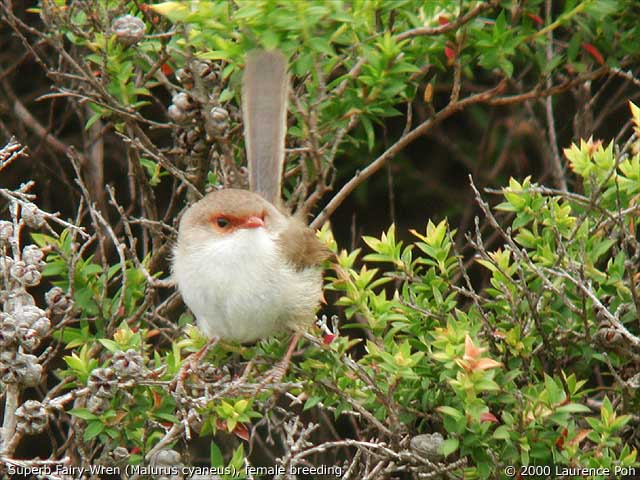 Superb Fairy-Wren (female)<br>
<em>Malurus cyaneus</em>