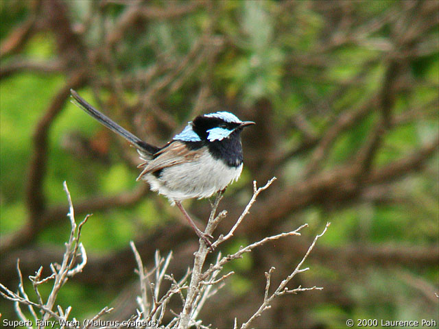 Superb Fairy-Wren (male)<br>
<em>Malurus cyaneus</em>