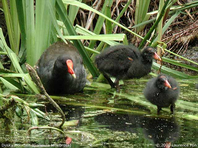 Dusky Moorhen<br>
<em>Gallinula tenebrosa</em>