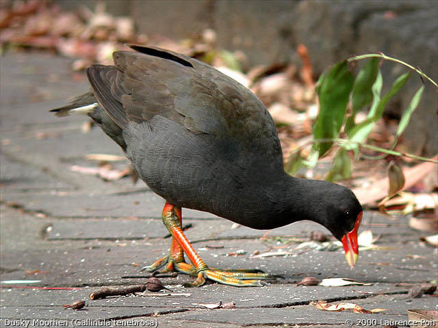Dusky Moorhen<br>
<em>Gallinula tenebrosa</em>