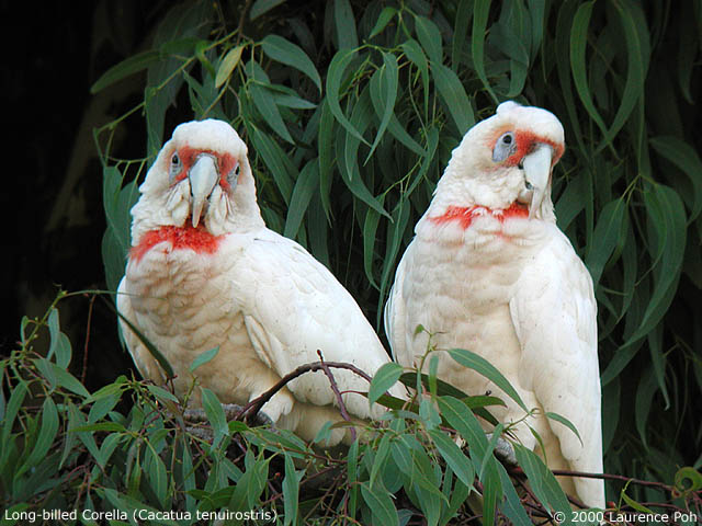 Long-billed Corella<br>
<em>Cacatua tenuirostris</em>