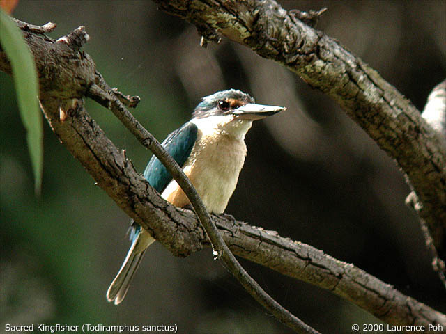 Sacred Kingfisher<br>
<em>Todiramphus sanctus</em>