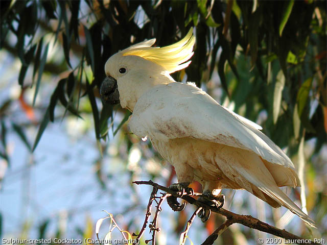 Sulphur-crested Cockatoo<br>
<em>Cacatua galeria</em>