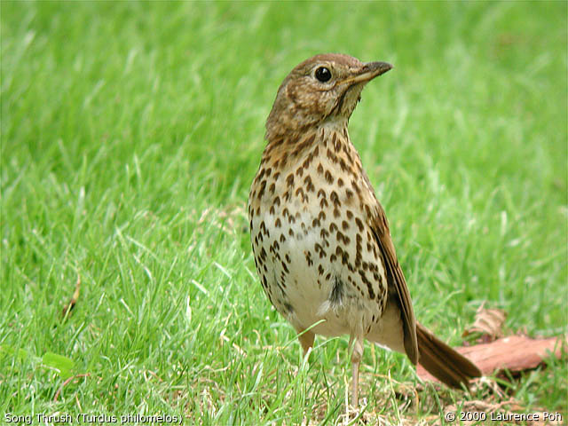 Song Thrush<br>
<em>Turdus philomelos</em>
