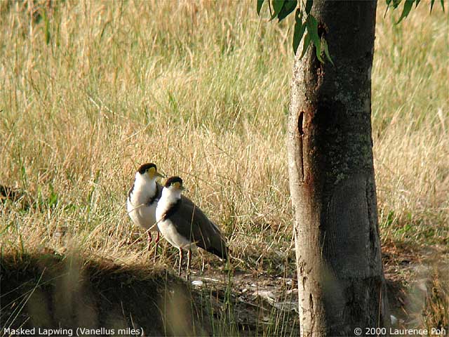 Masked Lapwing<br>
<em>Vanellus miles</em>