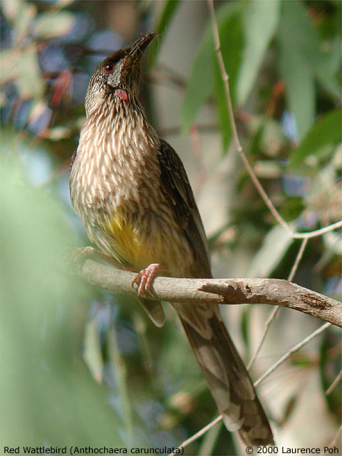 Red Wattlebird<br>
<em>Anthochaera carunculata</em>
