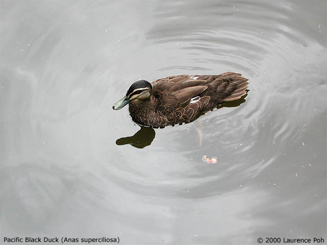 Pacific Black Duck<br>
<em>Anas supercillosa</em>