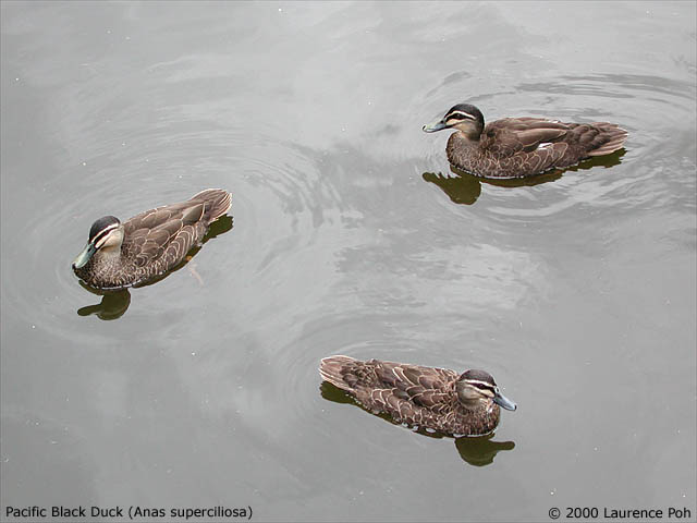 Pacific Black Duck<br>
<em>Anas supercillosa</em>