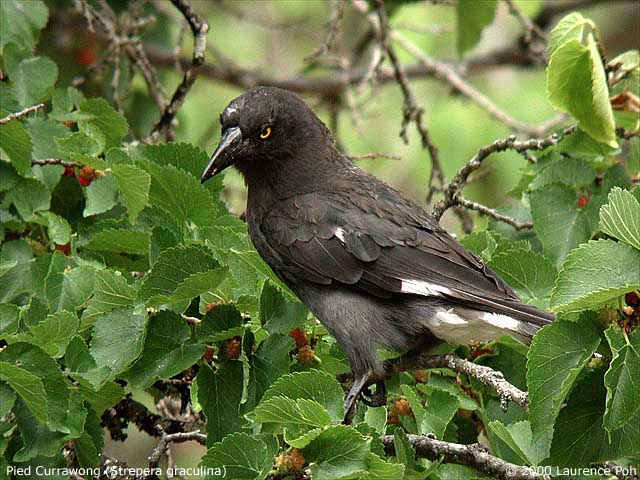 Pied Currawong<br>
<em>Strepera  graculina</em>