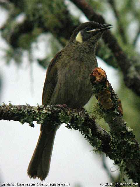 Lewin's Honeyeater<br>
<em>Meliphaga lewinii</em>