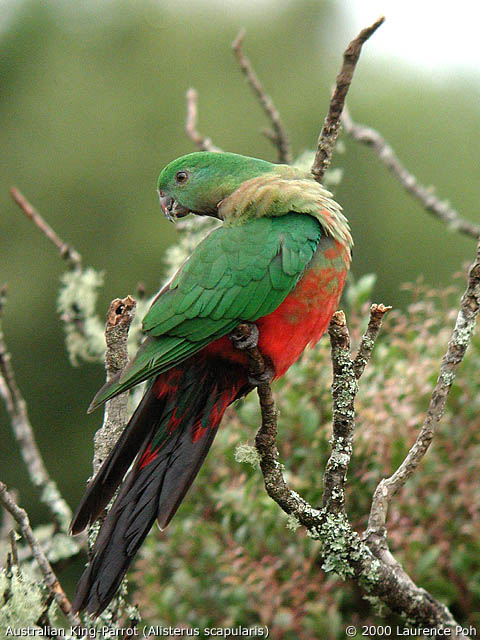 Australian King-Parrot<br>
<em>Alisterus scapularis</em>