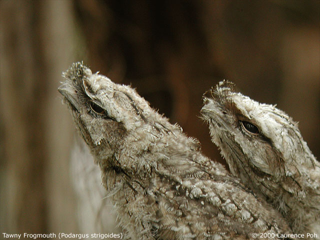 Tawny Frogmouth<br>
<em>Podargus strigoides</em>