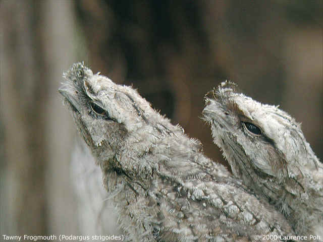 Tawny Frogmouth<br>
<em>Podargus strigoides</em>