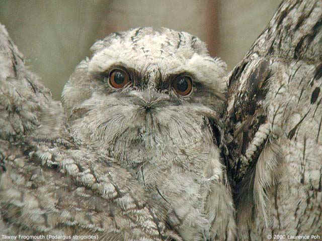 Tawny Frogmouth<br>
<em>Podargus strigoides</em>