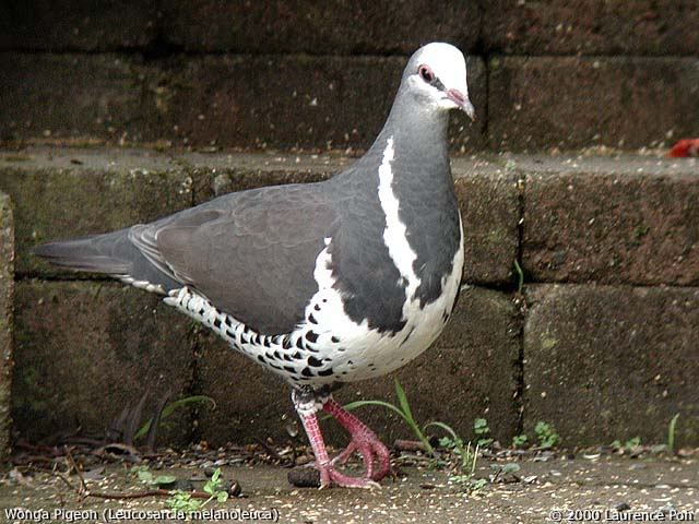Wonga Pigeon<br>
<em>Leucosarcia melanoleuca</em>