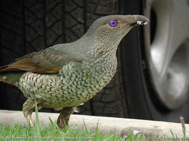 Satin Bowerbird (female)<br>
<em>Ptilornorhynchus violaceus</em>