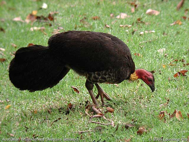 Australian Brush-Turkey<br>
<em>Alectura lathami</em>