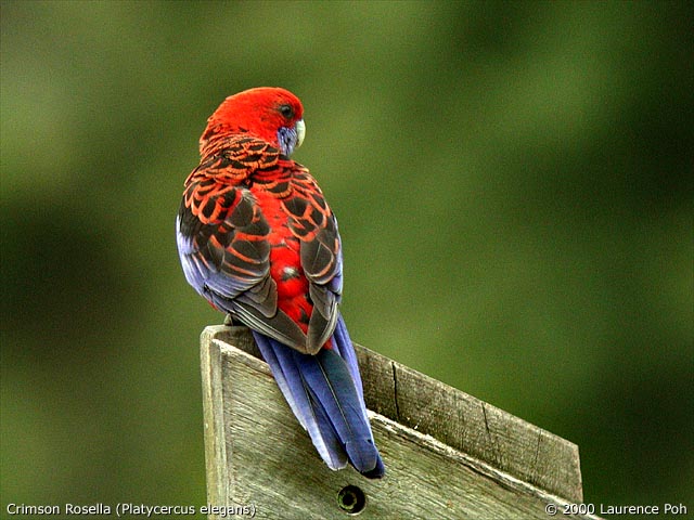 Crimson Rosellac<br>
<em>Platycercus elegans</em>