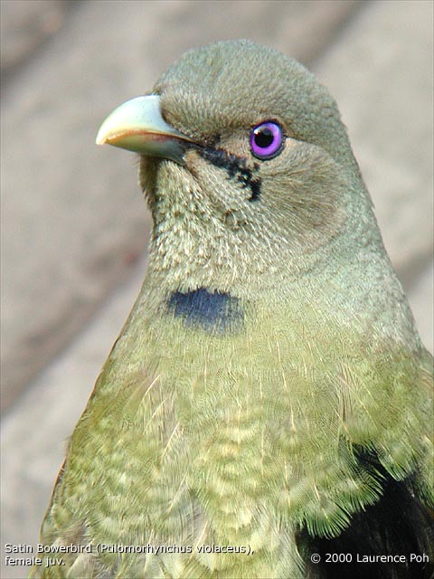 Satin Bowerbird (juv.)<br>
<em>Ptilornorhynchus violaceus</em>