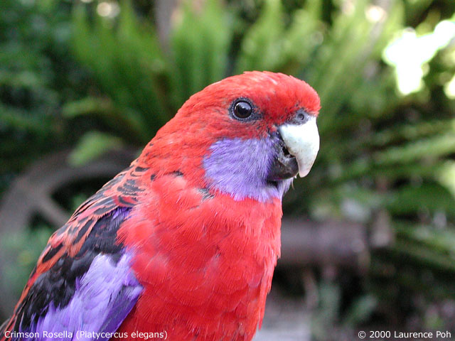 Crimson Rosella<br>
<em>Platycercus elegans</em>