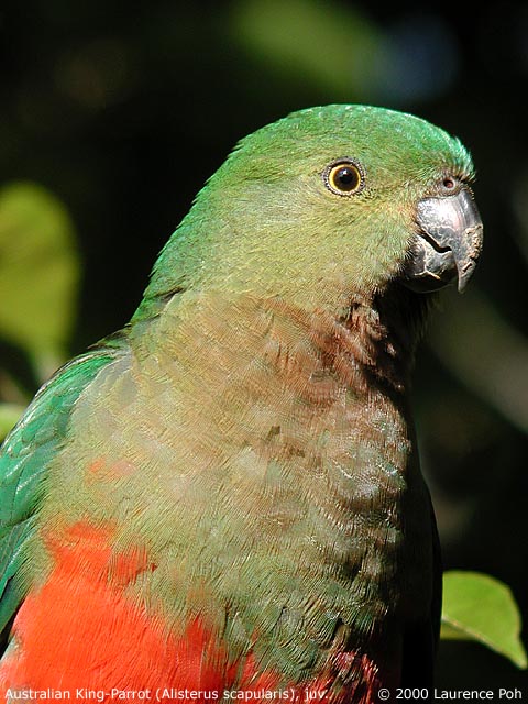 Australian King-Parrot (juv.)<br>
<em>Alisterus scapularis</em>