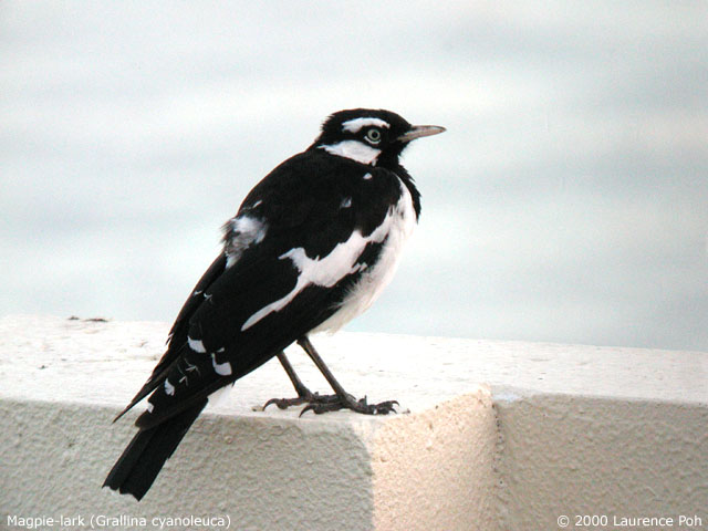 Magpie-lark<br>
<em>Grallina cyanoleuca</em>