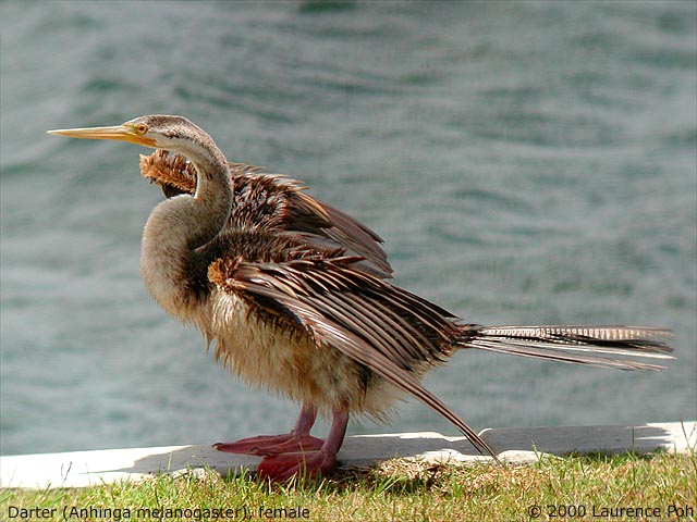 Darter<br>
<em>Anhinga melanogaster</em>