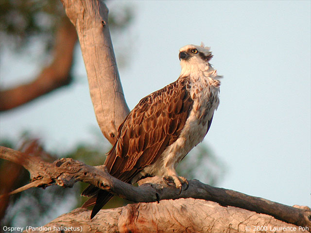Osprey<br>
<em>Pandion haliaetus</em>
