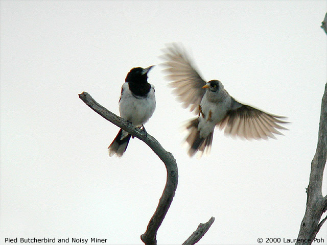 Pied Butcherbird & Noisy Miner<br>
<em>Manorina melanocephala</em>