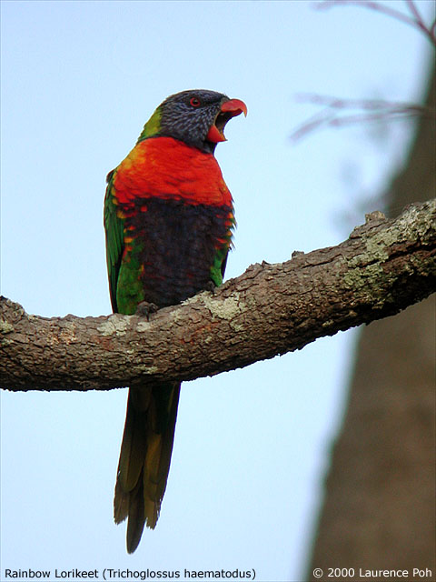 Rainbow Lorikeet<br>
<em>Trichoglossus haematodus</em>