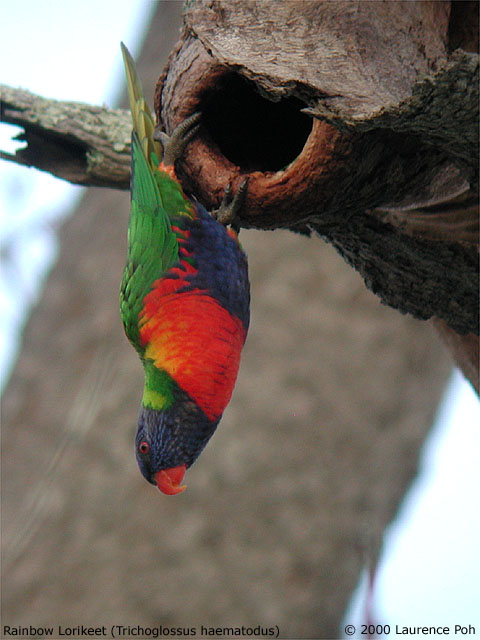 Rainbow Lorikeet<br>
<em>Trichoglossus haematodus</em>