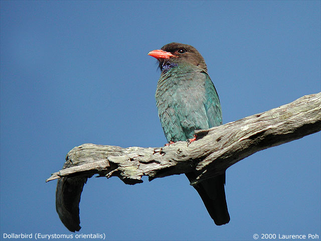 Dollarbird<br>
<em>Eurystomus orientalis</em>