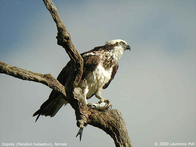 Osprey<br>
<em>Pandion haliaetus</em>