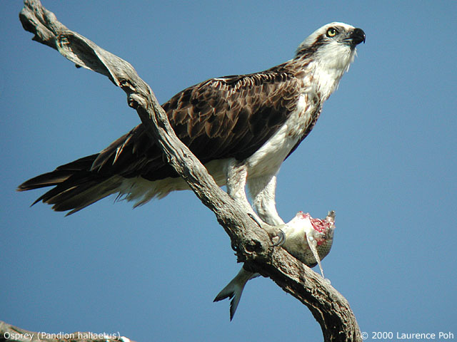 Osprey<br>
<em>Pandion haliaetus</em>