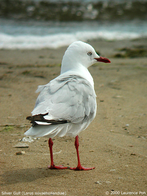 Silver Gull<br>
<em>Larus novaehollandiae</em>