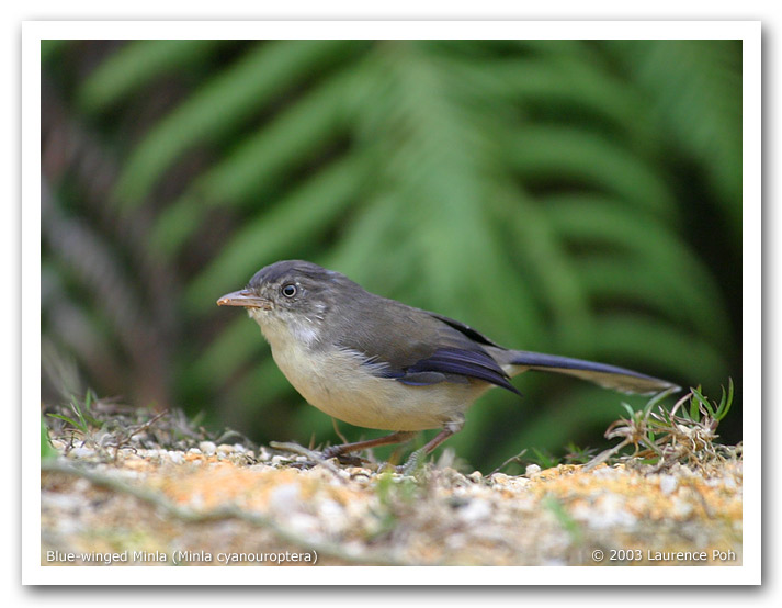 Blue-winged Minla (Minla cyanouroptera)