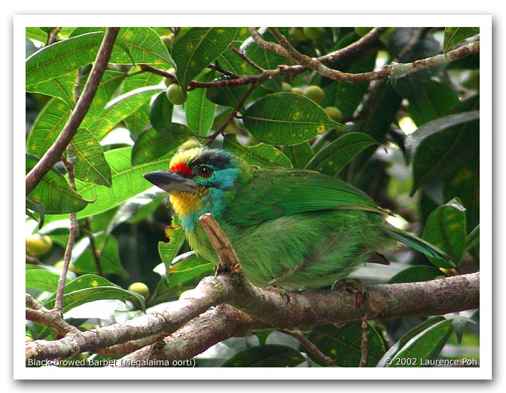 Black-browed Barbet (Megalaima oorti)