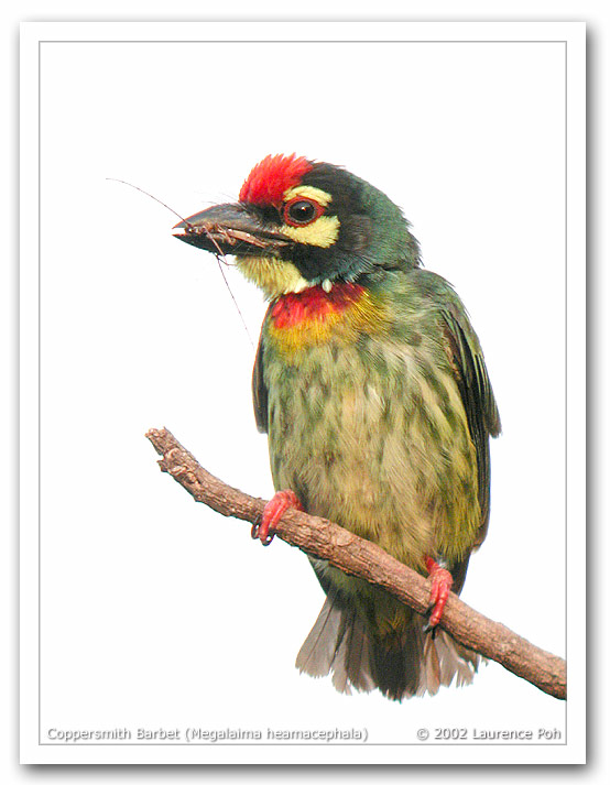 Coppersmith Barbet (Megalaima heamacephala)