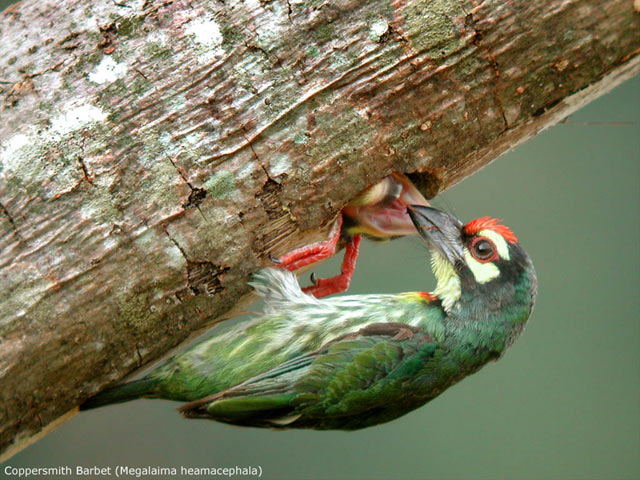 Coppersmith Barbet (Megalaima heamacephala)