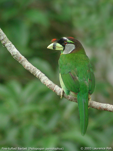 Fire-tufted Barbet (Psilopogon pyrrolophus)