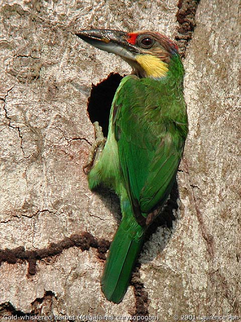 Gold-whiskered Barbet (Megalaima chrysopogon)