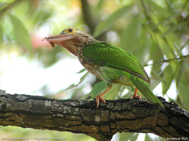 Lineated Barbet (Megalaima lineata)