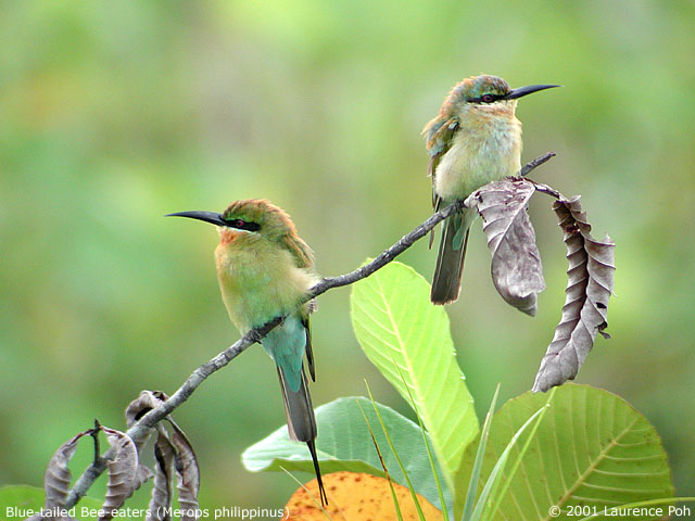 Blue-tailed Bee-eater (Merops philippinus)