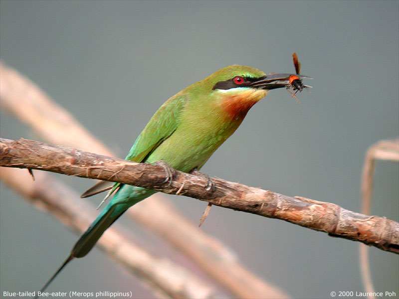 Blue-tailed Bee-eater (Merops philippinus)