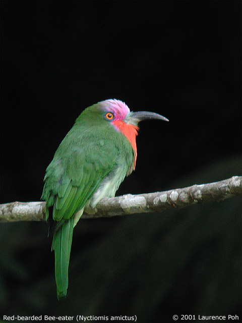 Red-bearded Bee-eater (Nyctyornis amictus)