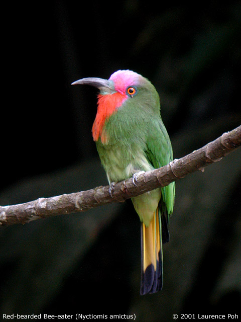 Red-bearded Bee-eater (Nyctyornis amictus)