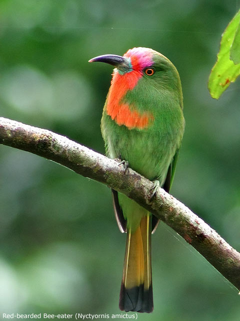 Red-bearded Bee-eater (Nyctyornis amictus)